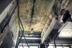 Why You Should Choose Our Mold Remediation Services in Florida Ridge, FL